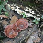 champignons durant ma petit randonnée à Monthathan Falls (Nature Trail) sur la route pour aller à Doi Suthep, près de Chiang Mai.