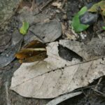 un joli papillon durant ma petit randonnée à Monthathan Falls (Nature Trail) sur la route pour aller à Doi Suthep, près de Chiang Mai.