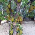 arbre de Jacquier (Jackfruit) au temple de Lampang - Wat Phra That Lampang Luang près de Chiang Mai.