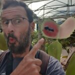 dans la serre des plantes carnivores du jardin botanique de la reine Sirikit près de Chiang Mai.