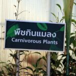 la serre des plantes carnivores de jardin botanique de la reine Sirikit près de Chiang Mai.