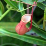 plante carnivore dans une des serres du jardin botanique de la reine Sirikit près de Chiang Mai.