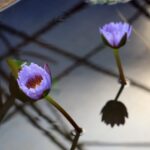 dans une des serres du jardin botanique de la reine Sirikit près de Chiang Mai .