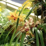 orchidées dans une des serres de jardin botanique de la reine Sirikit près de Chiang Mai.