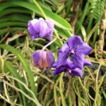 orchidée dans une des serres de jardin botanique de la reine Sirikit près de Chiang Mai.