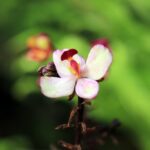 orchidée dans une des serres de jardin botanique de la reine Sirikit près de Chiang Mai.