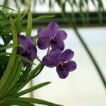 orchidée dans une des serres de jardin botanique de la reine Sirikit près de Chiang Mai.