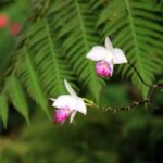 orchidée dans une des serres de jardin botanique de la reine Sirikit près de Chiang Mai.