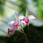 orchidée dans une des serres de jardin botanique de la reine Sirikit près de Chiang Mai.