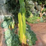 cactus dans une des serres du jardin botanique de la reine Sirikit près de Chiang Mai.