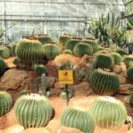 cactus dans une des serres du jardin botanique de la reine Sirikit près de Chiang Mai.