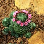 cactus dans une des serres du jardin botanique de la reine Sirikit près de Chiang Mai.