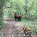 Marie sur son cheval, Arawarck le chien au premier plan durant le voyage de France vers Prague à cheval - épisodes 17 et 18 du podcast - l'autre ailleurs s'écoute aussi en podcast, une autre idée du voyage