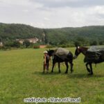 Marie marchant à côté de ses chevaux et Arawack le chien durant le voyage de France vers Prague à cheval - épisodes 17 et 18 du podcast - l'autre ailleurs s'écoute aussi en podcast, une autre idée du voyage