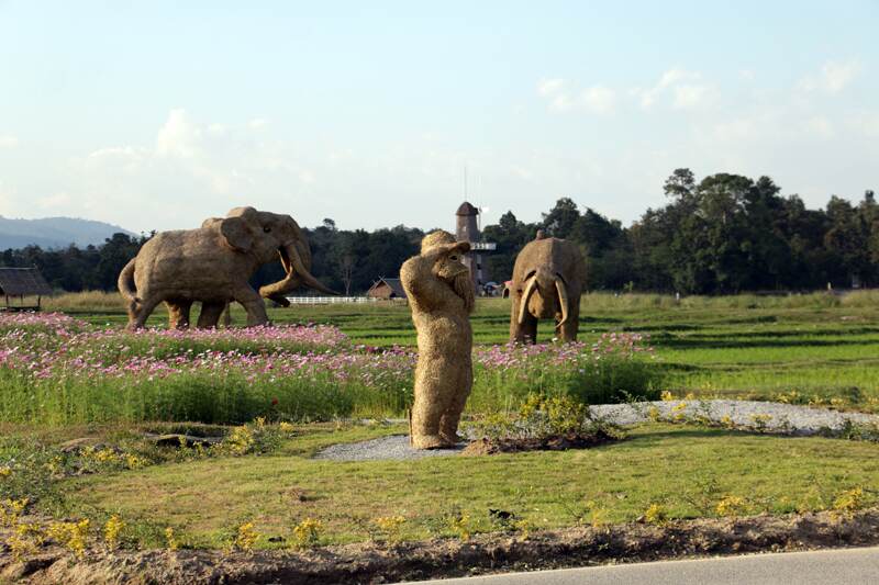 lac huay tueng thao chiang mai 3796