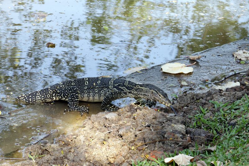 un varrant dans un parc a bangkok