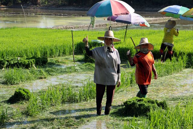 rizieres chiang mai 8561