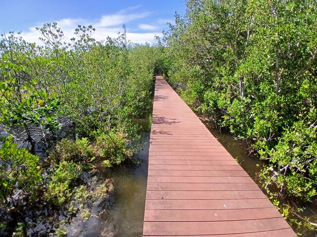 mangrove parc national khao sam roi yot hua hin 115603