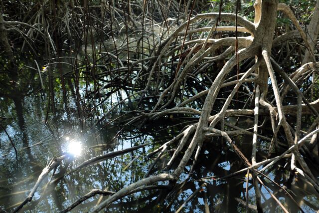 mangrove pranburi forest park 9297