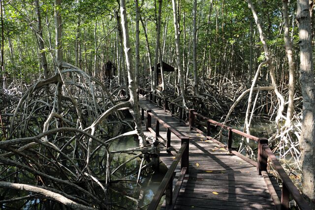 mangrove pranburi forest park 9298