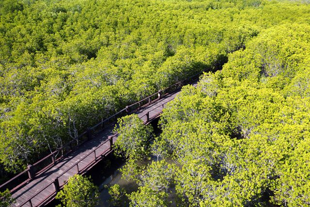 mangrove pranburi forest park 9302