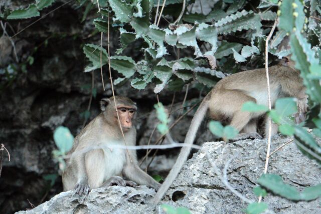 singes vers phrayanakhon cave hua hin 9279