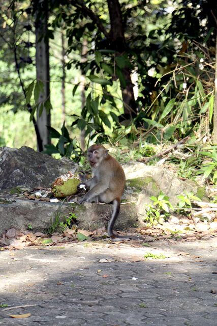 Hat Yai Municipal Park 9602