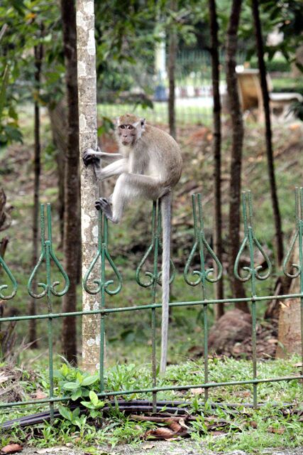 Hat Yai Municipal Park 9654