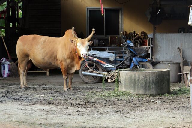 vache dans la ville hatyai 9563