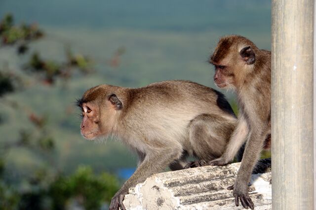 singes Wat Tham Suea Krabi 0227