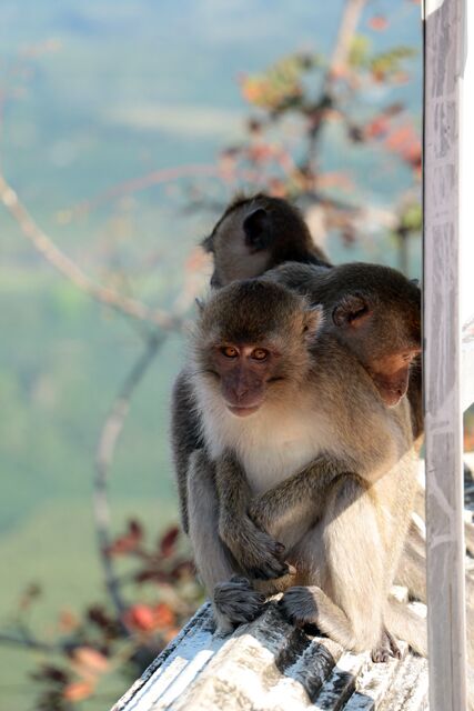 singes Wat Tham Suea Krabi 0228