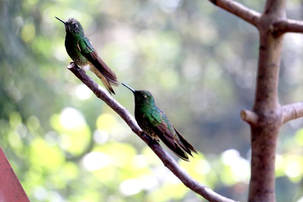 colibris près de Salento - l'autre ailleurs en Colombie, une autre idée du voyage